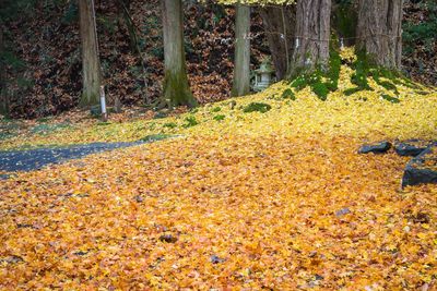 Close-up of autumn trees in forest