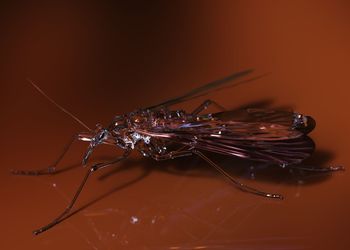 Close-up of insect over black background
