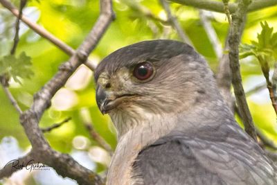 Close-up of a bird looking away