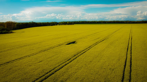 Scenic view of agricultural field against sky