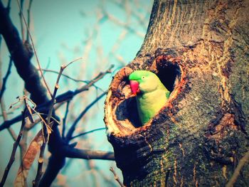 Low angle view of parrot perching on tree