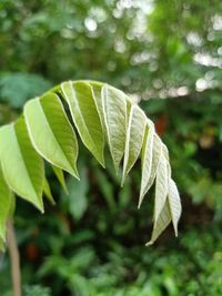 Close-up of green leaves