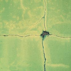 Insect on green leaf