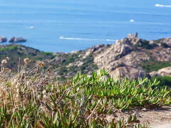 Details from the island of caprera, sardinia