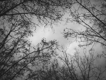 Low angle view of bare trees against sky