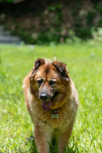 Portrait of dog on field