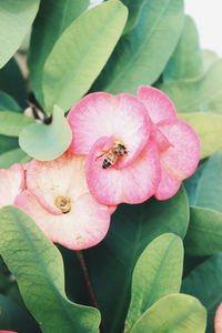 Close-up of bee on pink flower