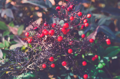 Close-up of berries on tree