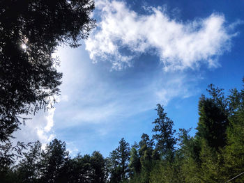 Low angle view of trees against sky