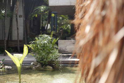 Close-up of plants against blurred background