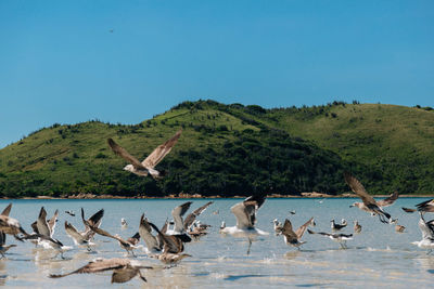 Flock of seagulls on beach