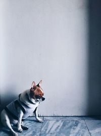 Dog on floor