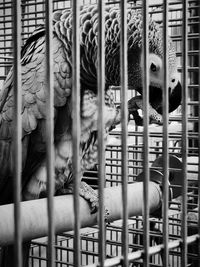 View of birds in cage