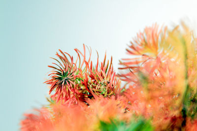 Close-up of orange flowering plant against sky