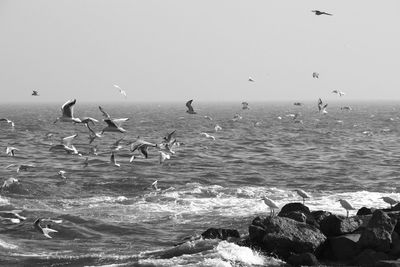 Seagulls flying against the sky over qaroun lake, alfayoum, egypt.