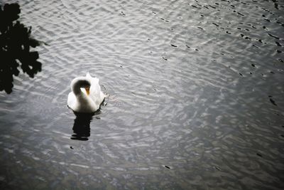 High angle view of swan swimming in lake