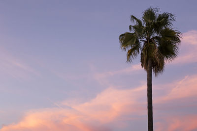 Low angle view of palm tree against sky