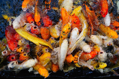 High angle view of koi carps swimming in sea