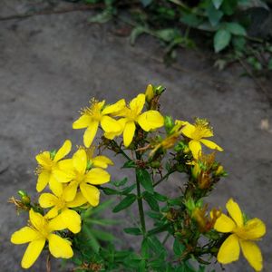 High angle view of yellow flowers blooming outdoors