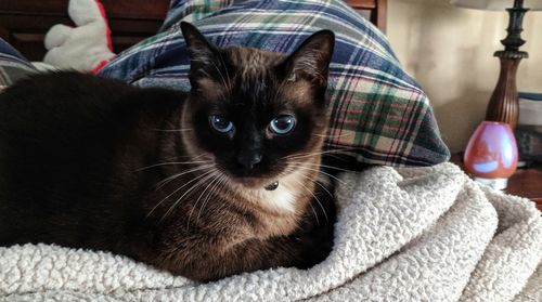 Portrait of cat relaxing at home