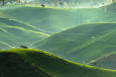 Scenic view of agricultural field