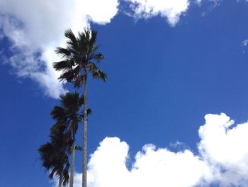 Low angle view of palm tree against blue sky