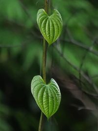 Close-up of green leaf