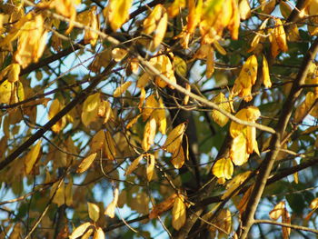 Low angle view of yellow leaves on tree