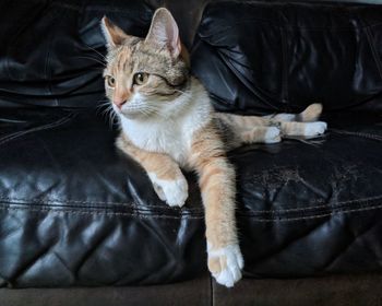 High angle view of cat relaxing on sofa at home