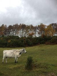 Sheep grazing on field against sky