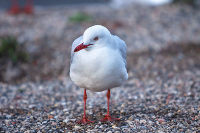 Close-up of seagull perching on land