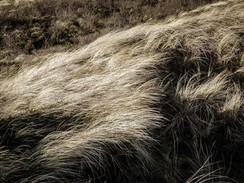 Close-up of grass in field