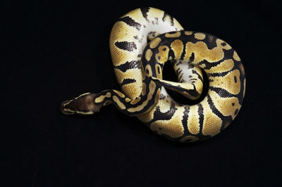 Close-up of snake against black background