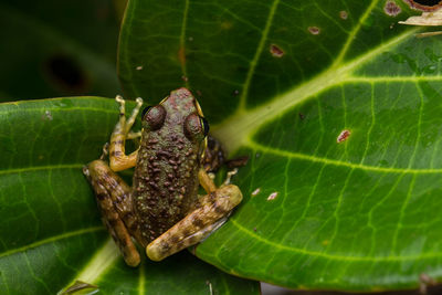 Close-up of frog on leaf