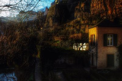 Bare trees in the dark