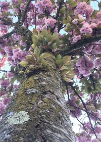 Low angle view of pink flowers on tree