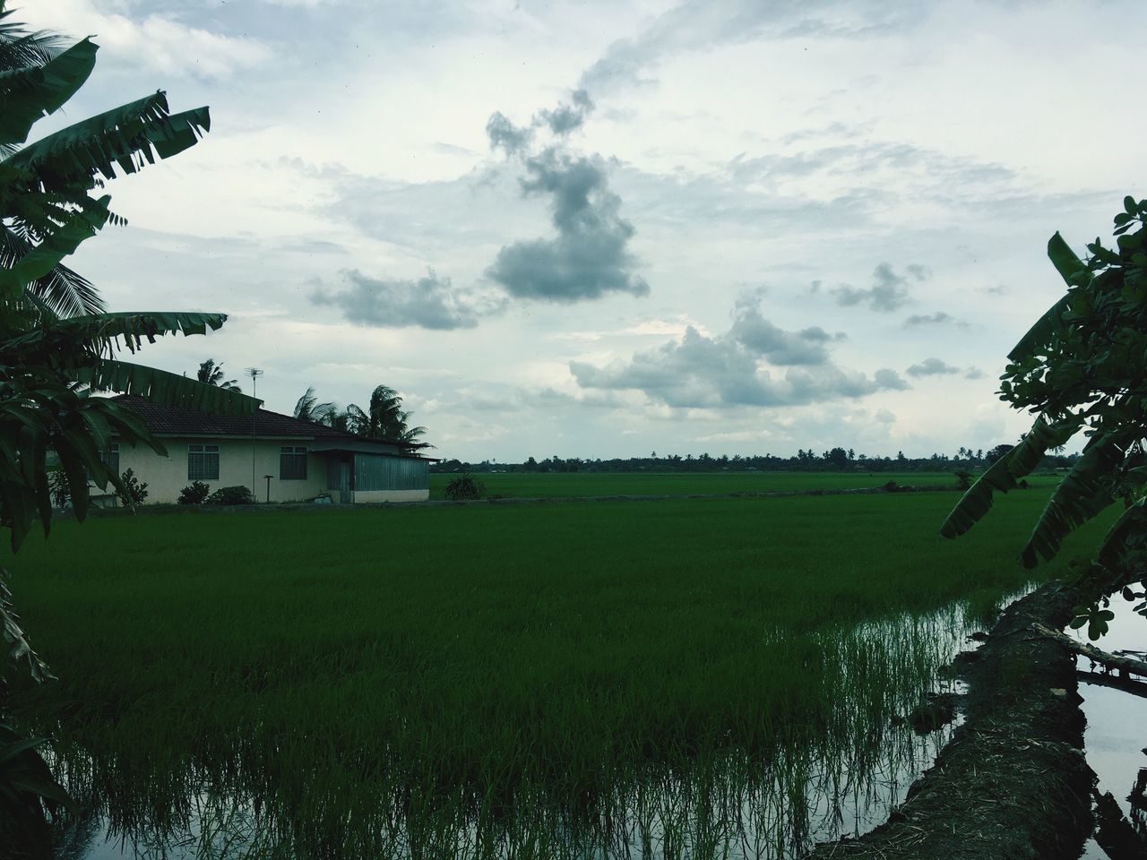 tree, sky, cloud - sky, grass, growth, nature, landscape, field, rural scene, tranquility, built structure, outdoors, green color, day, no people, architecture, agriculture, building exterior, beauty in nature