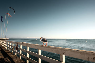 Seagull on pier over sea against clear sky