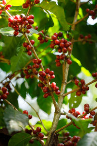 Close-up of berries growing on tree