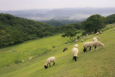 Flock of sheep grazing on hill