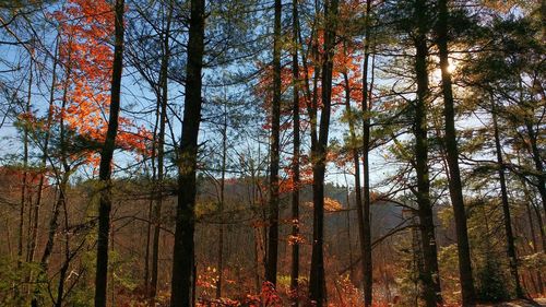 Trees in forest