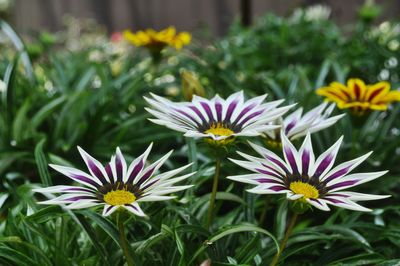 Close-up of purple daisy flowers