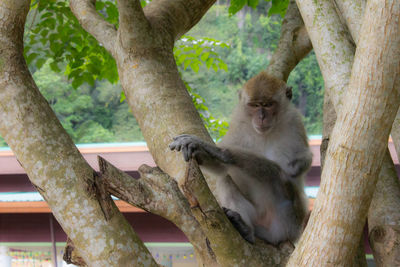 Cat sitting on tree trunk