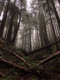 Low angle view of bamboo trees in forest
