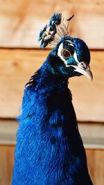 Close-up of peacock looking away