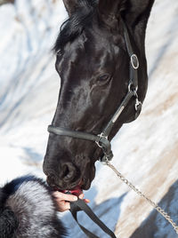 Close-up of hand feeding horse