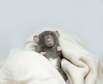 A rat in a blanket. a blue decorative rat under a knitted blanket.