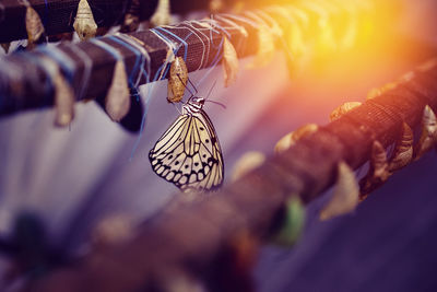 Close-up of butterfly