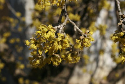 Close-up of yellow flowering plant