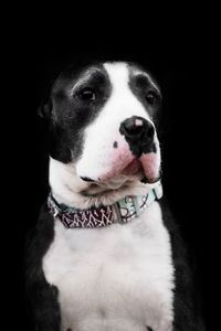Close-up portrait of dog against black background